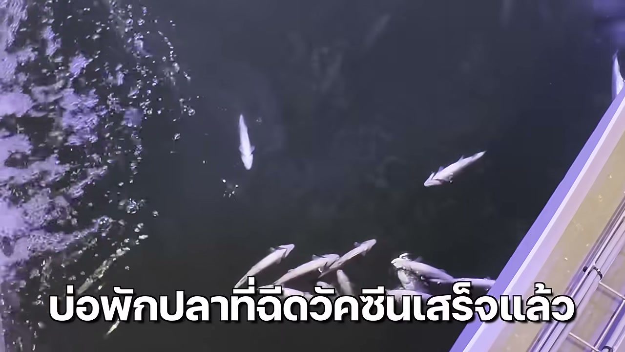 เปิดโลกฟาร์มแซลมอนระดับโลกที่นอร์เวย์ เจาะลึกนวัตกรรมอาหารทะเลสุดล้ำกับญาญ่า - บทความจาก ITBlockman