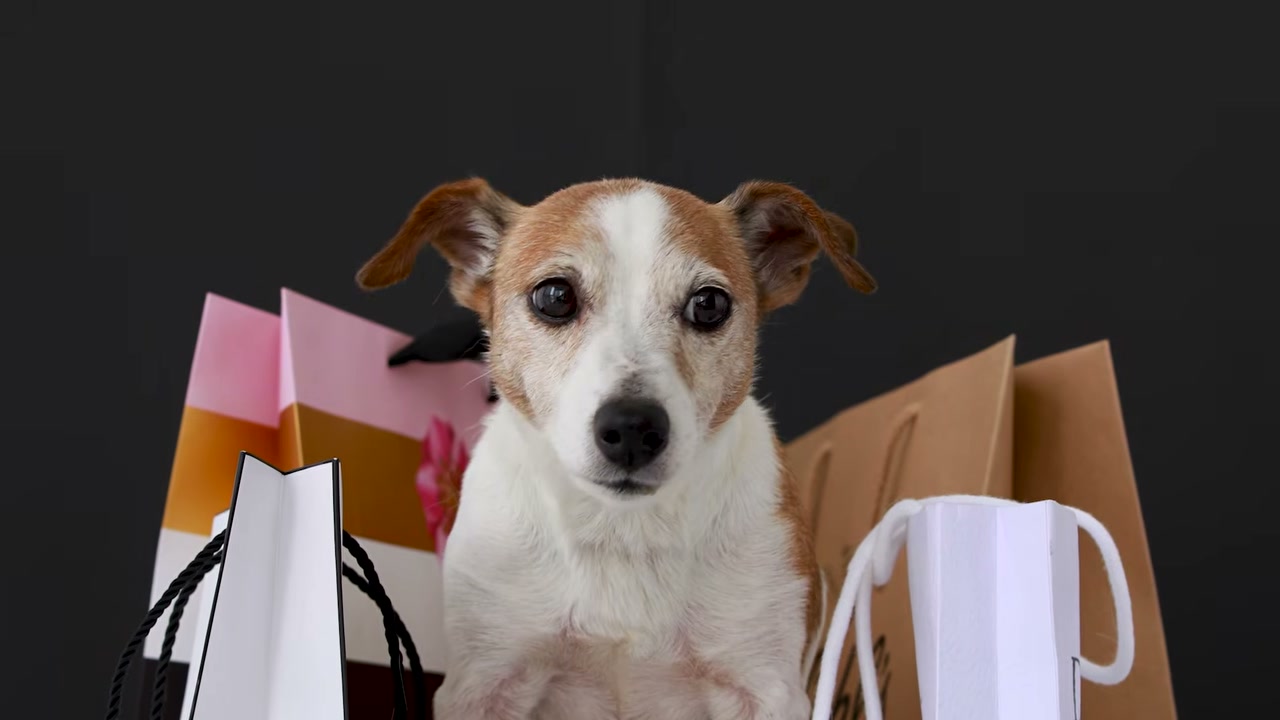 เจาะลึกธุรกิจ Pet Shop ทำไมร้านเปิดใหม่ถึงล้มเหลวในยุค Pet Humanization? - บทความจาก ITBlockman
