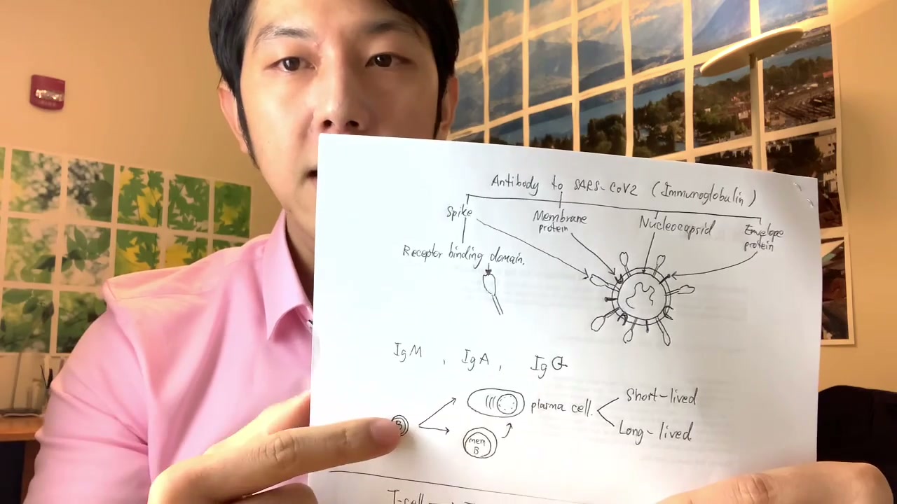ภูมิคุ้มกันหลังหายจากโควิดอยู่ได้นานแค่ไหน? เจาะลึกงานวิจัยที่คุณต้องรู้ - บทความจาก ITBlockman